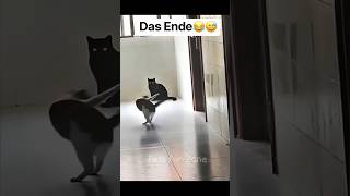 Das Ende😂😅 #cover #lustig #fails #funny #cats  YouTube dieses Video wurde von mir erstellt
