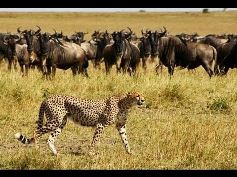 البرية للشحن Cheetah caught wildebeest. video attacks / Guepardo atrapado ñu.