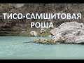 Тисо-самшитовая роща. Хоста