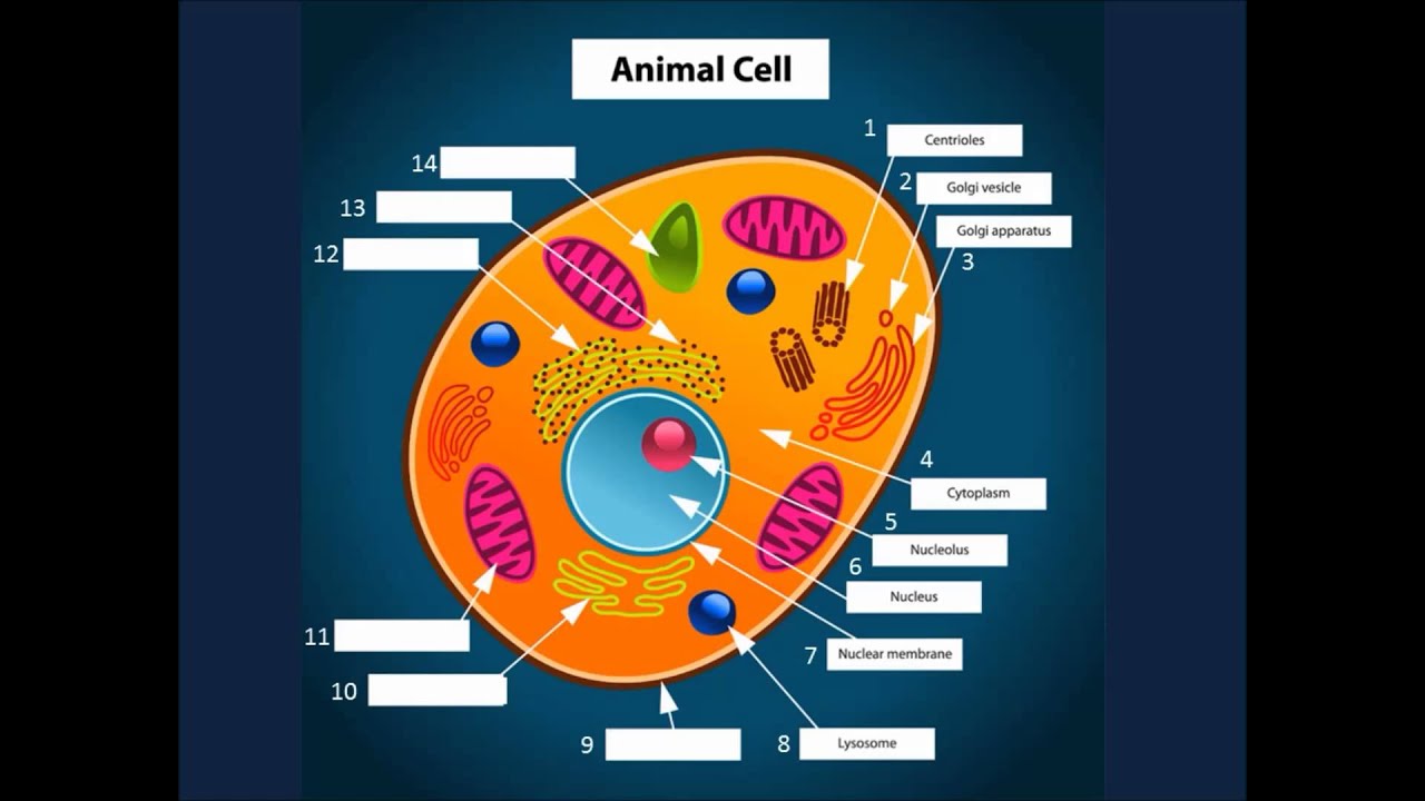 Animal Cell Organelles Narrated - YouTube