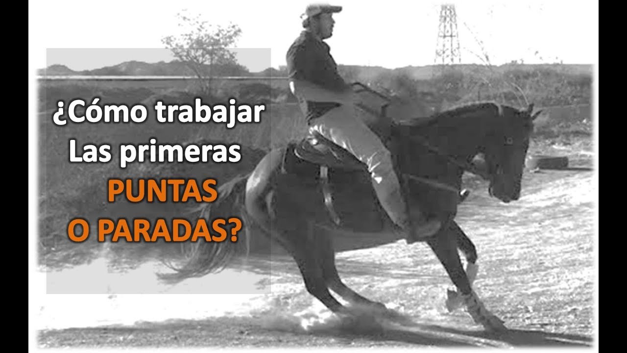 Arrendando Caballos -V24 ¿Cómo trabajar las primeras  Puntas o Paradas?