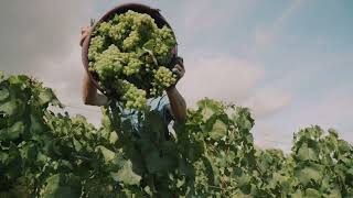 Vendanges En Limouxin