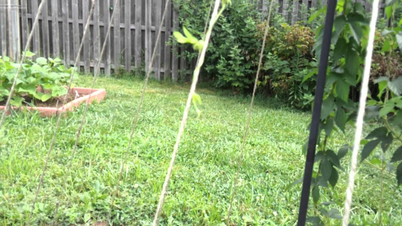 Growing Hops and Brewing Beer - Hop Project Episode 17