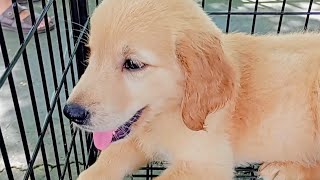 Feira De Lindos Cachorrinhos Filhotes No Recife-Pe Ao Lado Do Mercado Da Madalena