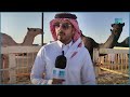 مهرجان مزاد الإبل بنجران يشهد حضورا لافتا من داخل وخارج المملكة واس 