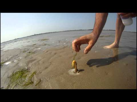 How to catch a Razor Fish / Clam