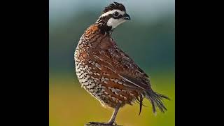 طائر السمان (الفري) الشمالي (Northern Bobwhite)