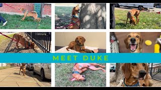 Duke at the Richmond SPCA