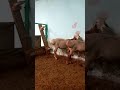 Гисарский Бараны!