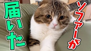 ソファーが届いた！早速気に入った猫♪