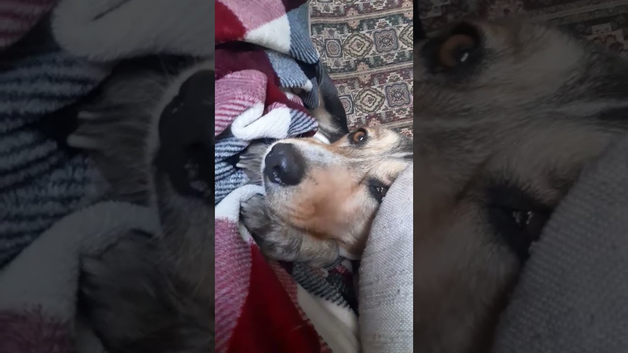 A dogs diary.  Wanna be a small dog syndrome. Cute black lab. Rest break