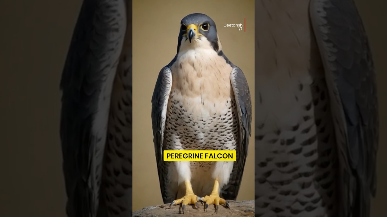Fastest Hunter in the Sky! 🦅⚡ | Peregrine Falcon 😱 | by Geetansh Patel