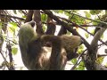 Adorable baby sloth and mom interacting together in Gamboa, Panama