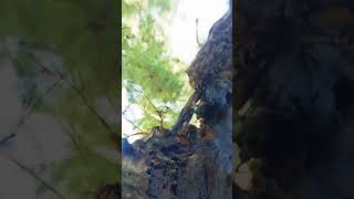 Emotion - A Dizzying Mellow Visualizer (Processed Redwoods) #noai #nosamples screenshot 5