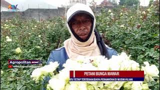 SERIBU PERTANGKAI, PETANI MAWAR KOTA BATU TERTEKAN BIAYA PERAWATAN DI MUSIM HUJAN | ATV MALANG RAYA