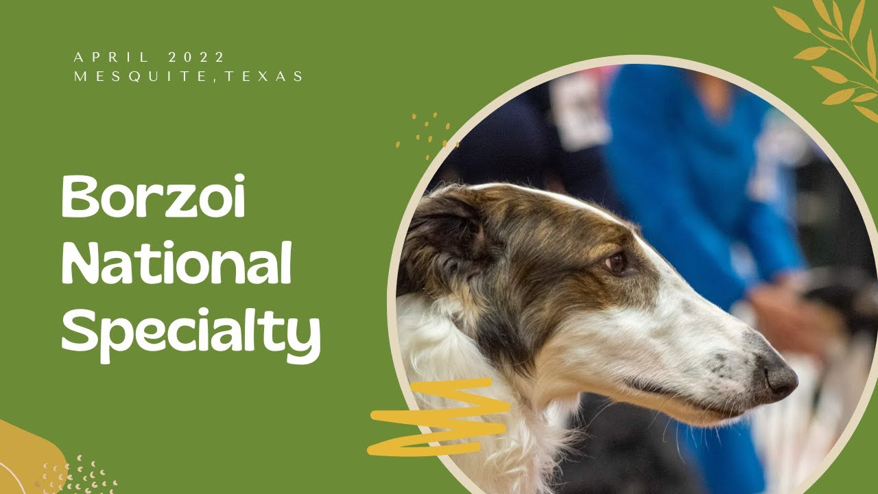2022 Borzoi National Specialty 12-15 Month Puppy Sweeps