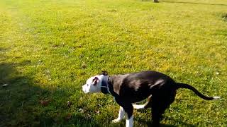 Köpeğimi Serbest Bırakmak