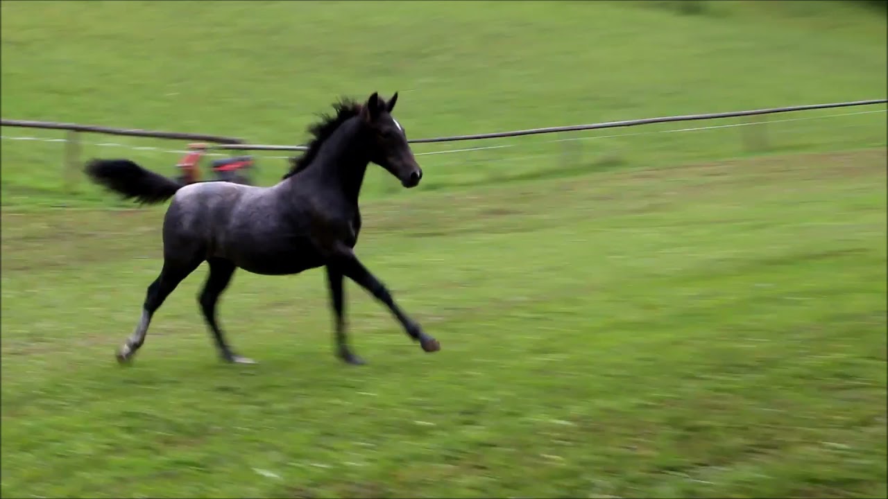 Siglavy Famosa (2021) Lipizzan Colt By -Barbana Lipizzans