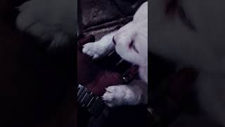 Mujhe kutte pasand hai #loyaltytest #loyalpets #petshorts