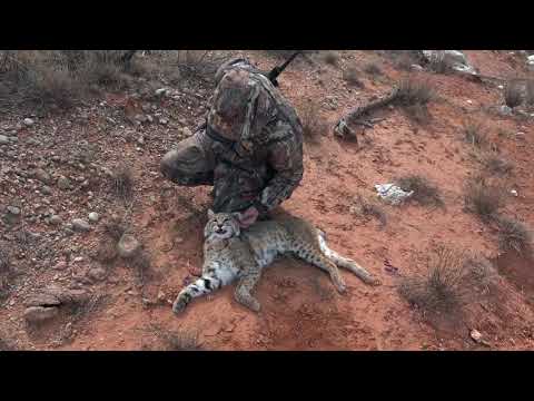 Video SĂN BẮT THÚ RỪNG BẰNG SÚNG TRƯỜNG, BẮN KHÔNG TRƯỢT... - youtube