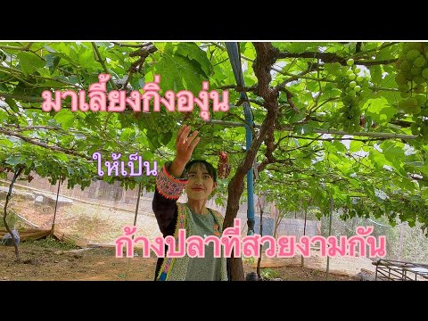 วีดีโอ: ไร่องุ่นอุสสุรี