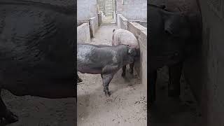 Ing The Swine Line 19