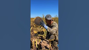 Cómo Se Cosechan Las Semillas De Girasol 🌻#girasoles #cosecha #sabiasque #sunflower