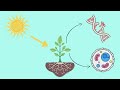 Photoprotection in plants