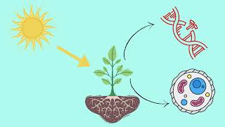 Photoprotection in plants