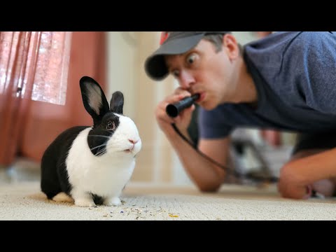 Rabbit training with crow whistle