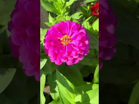 Zinnias in full bloom! Happy Mothers Day 2023