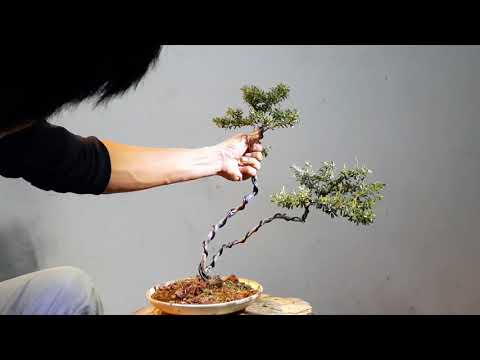 Video: Làm thế nào để bạn xác định một cây linh sam đỏ?