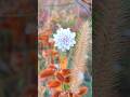 #seasonal #flowers #nature