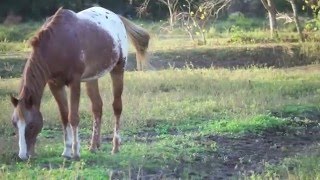 Hank is Lookin' For Love Hearts for Hooves