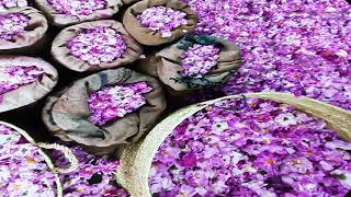 Saudi Arabia Pavillion Expo 2020