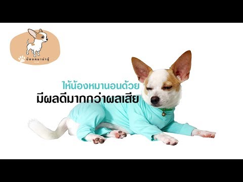 วีดีโอ: สุนัขสามารถแพ้เตียงได้หรือไม่?