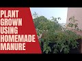 Plant grown using homemade manure/घर की खाद से उगाया गया पौधा
