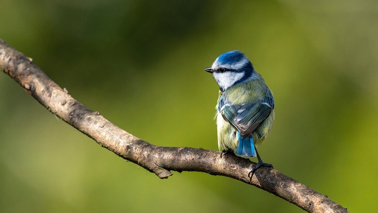 Blue tit nest camera - Fri 8th May 2020