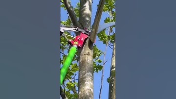 Amazing Long Reach Pole Pruner in Action! | How to Trim High Tree Branches Safely
