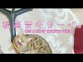 【練習動画】My Cat gave me a flute lesson Vol.2【フルート＆猫】