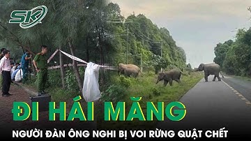 Điều tra vụ người đàn ông tử vong bất thường khi đi hái măng, nghi bị voi rừng tấn công
