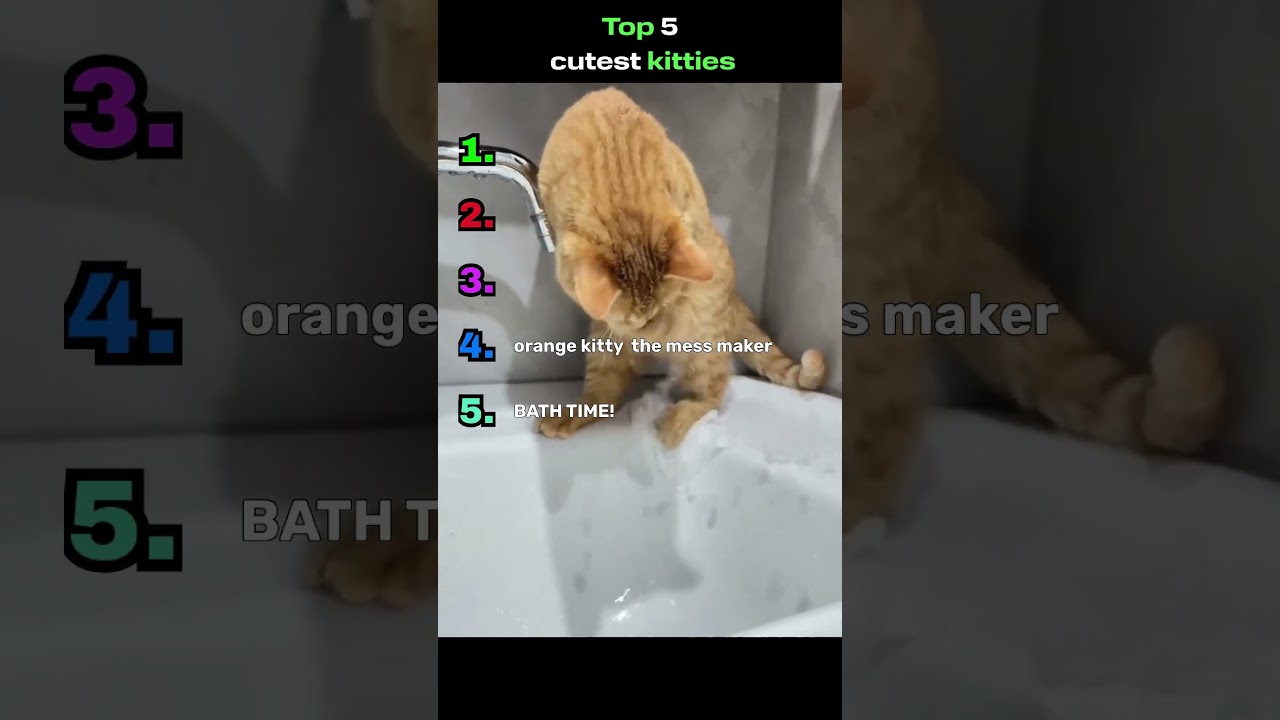 Top 5 Kitties Playing in Water Like It’s Their Job 😭💧