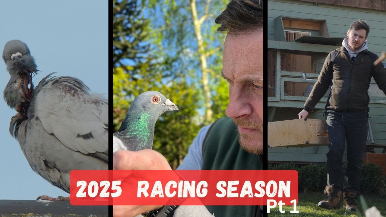 Part 1: How To Train Your Pigeon. Complete racing season 2025