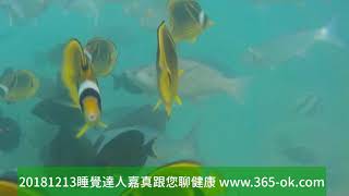 20181213睡覺達人嘉真跟您聊健康 www.365-ok.com