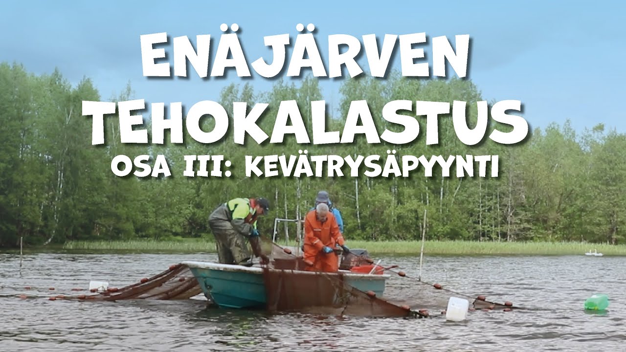 Enäjärven tehokalastus osa III: Kevätrysäpyynti