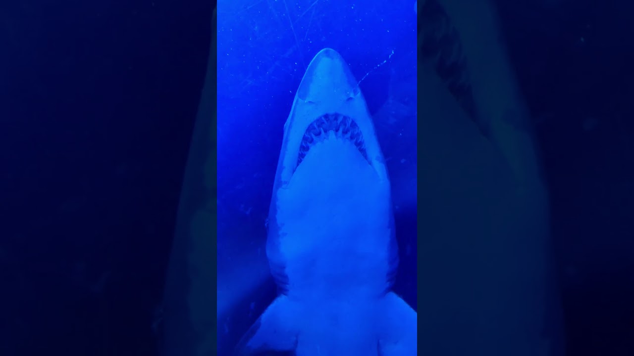 Meet the GREAT Shark of Dubai Mall Aquarium Tunnel 