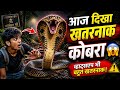 A dangerous king cobra with hood expanded, realistic, cinematic lighting, dark 👏☠️🗿