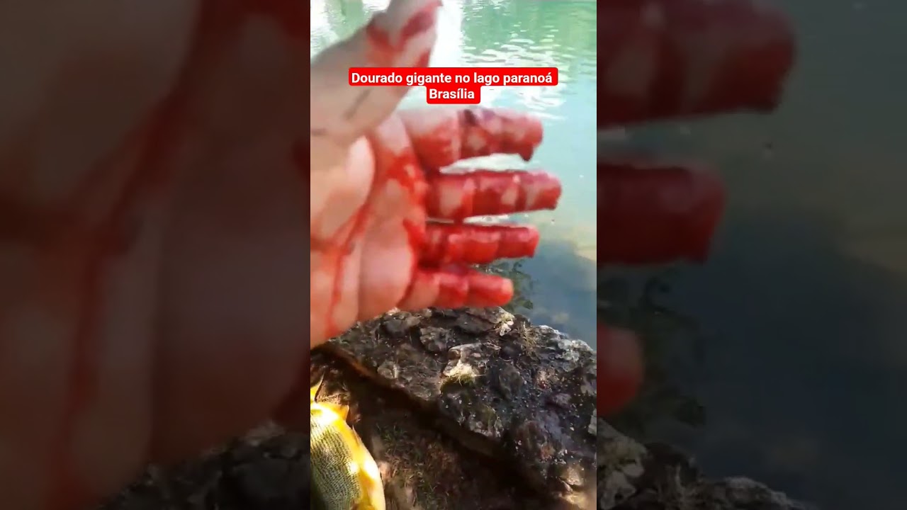 Dourado gigante no lago paranoá  Brasília DF 