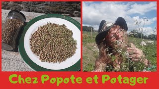 Comment Avoir De La Coriandre Toute Lannée