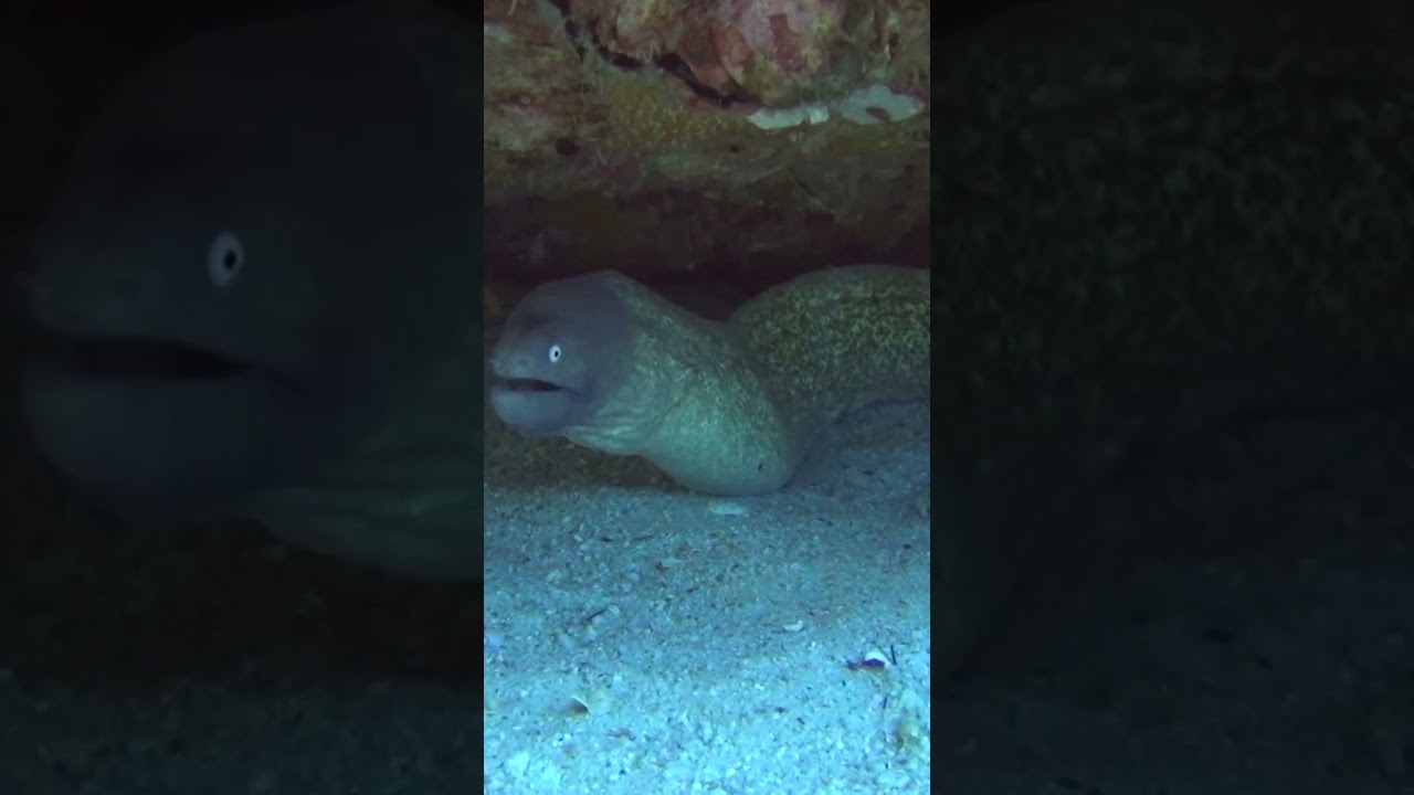 White eyed Moray eel